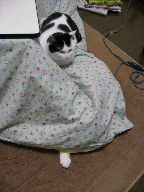 本日の一枚　～ホルス～