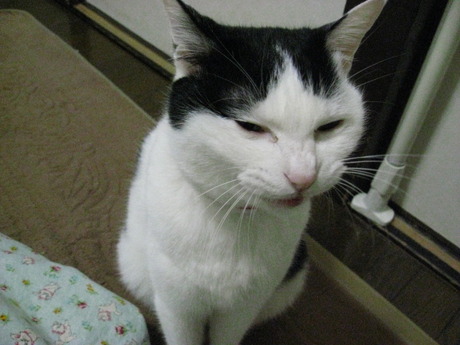 　本日の一枚　～ホルス～