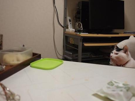　本日の二枚　～ホルス～