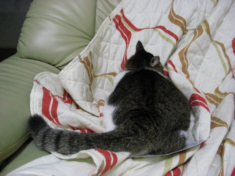 本日の一枚　～のら～
