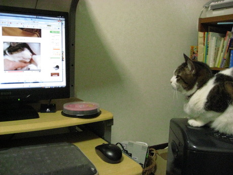 　本日の一枚　～のら～