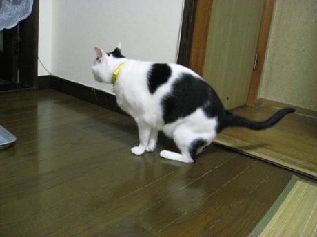 本日の一枚　～ホルス～