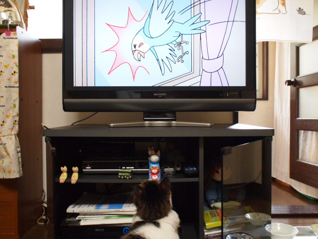 　本日の一枚　～のら～