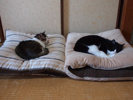 　本日の一枚　～のらと田中さん～