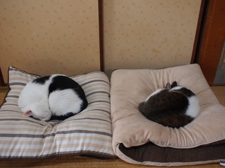 　本日の一枚　～のらとホルス～