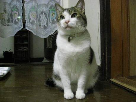 本日の一枚　～のら～