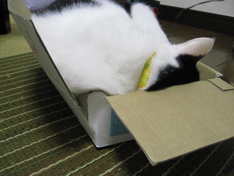本日の一枚　～ホルス～