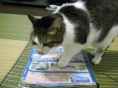 本日の一本　～のら～