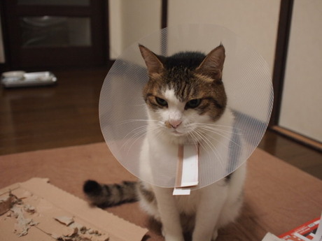 　本日の一枚　～のら～