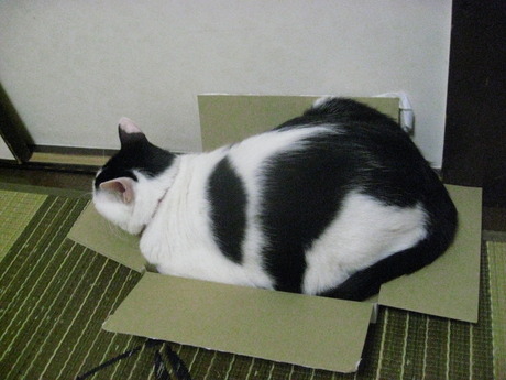 　本日の一枚　～ホルス～