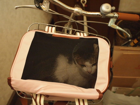 　本日の一枚　～のら～