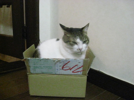 　本日の一枚　～のら～