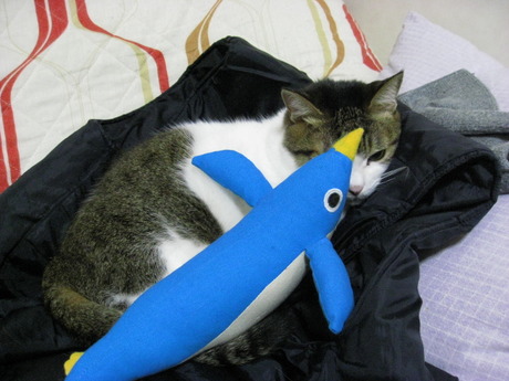 本日の一枚　～のら～