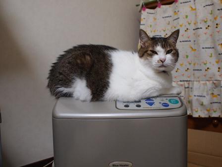 　本日の一枚　～のら～