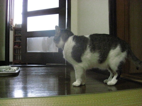 　本日の一枚　～のら～