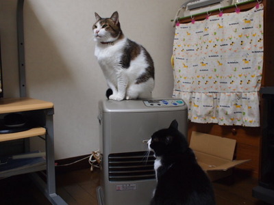　本日の二枚　～のらと田中さん～