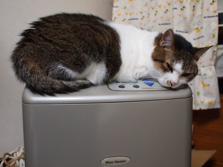 　本日の一枚　～のら～