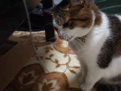 　本日の一枚　～のら～