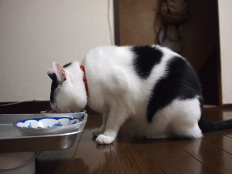 　本日の一枚　～ホルス～