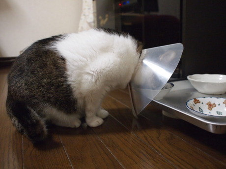 　本日の一枚　～のら～