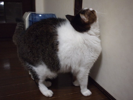 　本日の一枚　～のら～