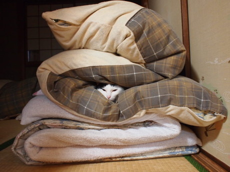 　本日の二枚　～のらとホルス～