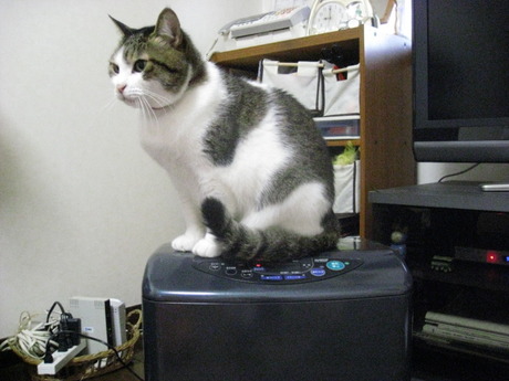 　本日の一枚　～のら～