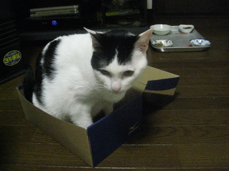 　本日の一枚　～ホルス～