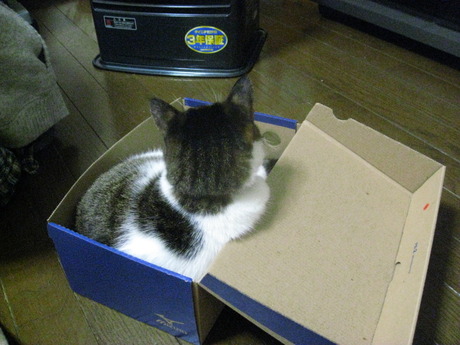 　本日の一枚　～のら～