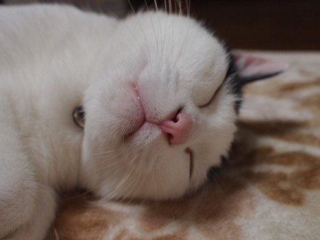 　本日の一枚　～ホルス～