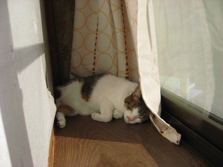 本日の一枚　～のら～