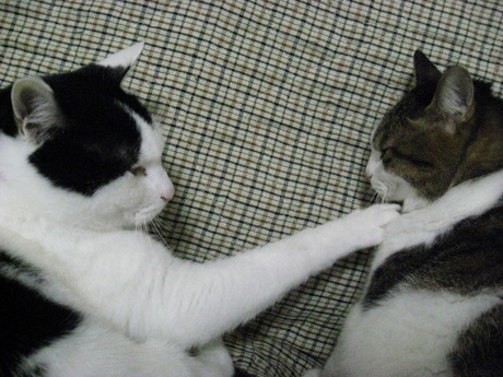 本日の一枚　～のらとホルス～