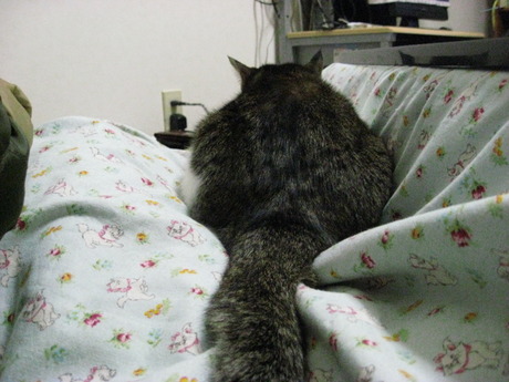 本日の一枚　～のら～