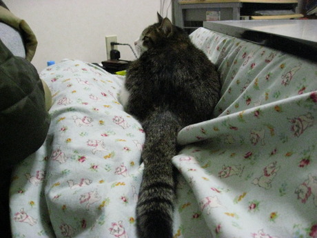 本日の一枚　～のら～