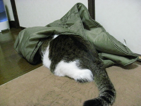 本日の一枚　～のら～