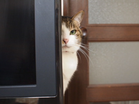 　本日の一枚　～のら～