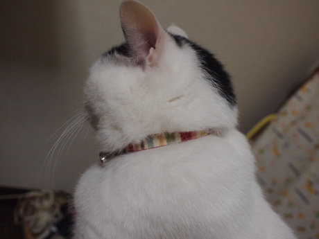 　本日の一枚　～ホルス～