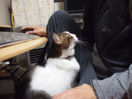 　本日の一枚　～のら～