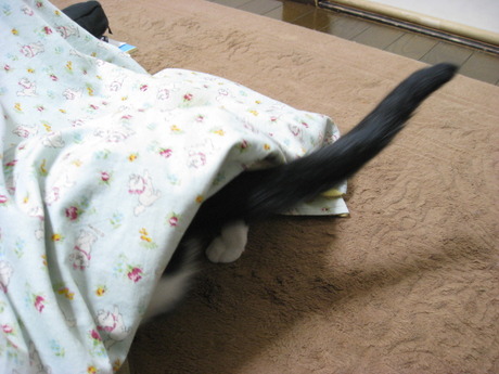 本日の一枚　～ホルス～