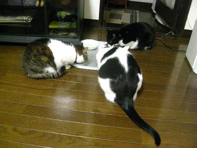 　本日の一枚　～のらとホルスと田中さん～