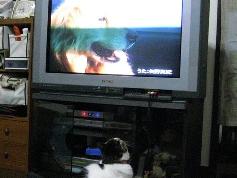 本日の一枚　～のら～