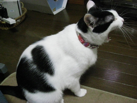 本日の一枚　～ホルス～