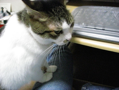 本日の一枚　～のら～