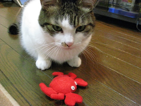 本日の一本　～のら～