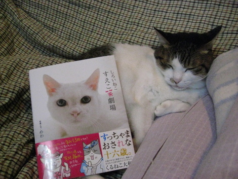本日の一枚　～のら～