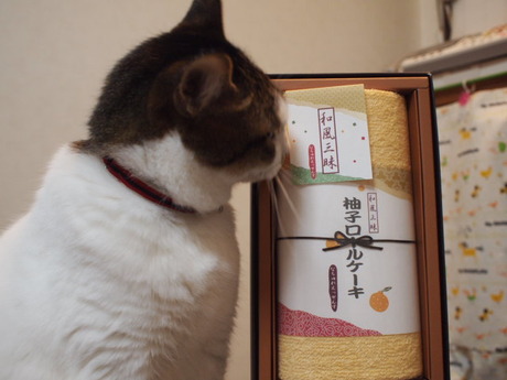 　本日の一枚　～のら～