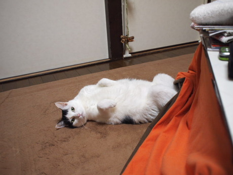 　本日の一枚　～ホルス～