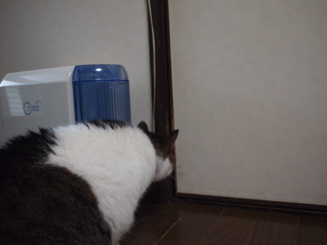 　本日の一枚　～のら～