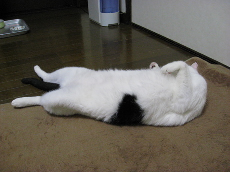 本日の一枚　～ホルス～