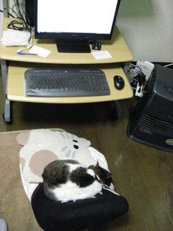 　本日の一枚　～のら～